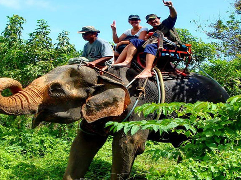 Sightseeing and Elephant Safari Tour