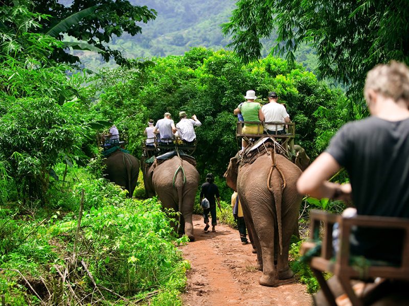 khao sok jungle tours